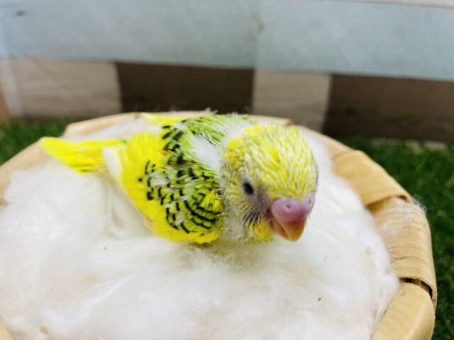 セキセイインコ