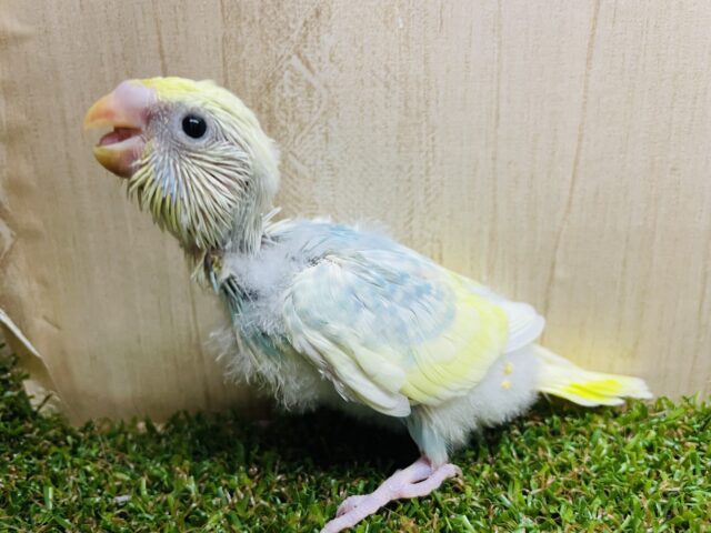 セキセイインコ