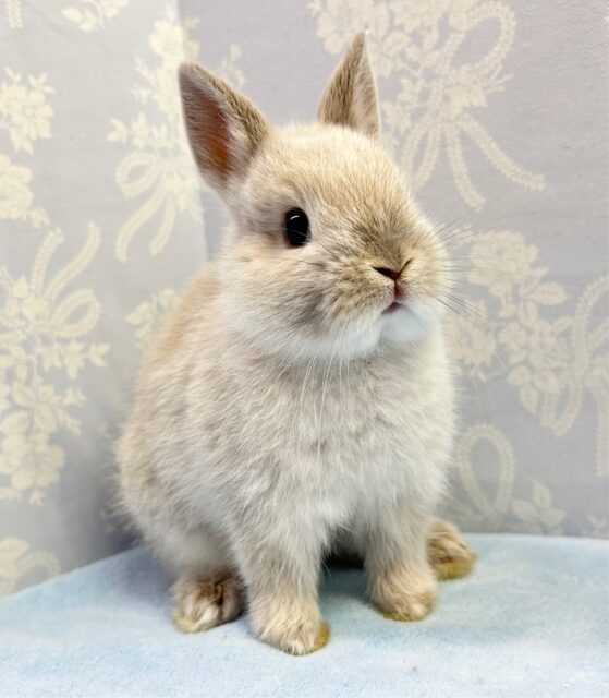 ネザーランドドワーフ