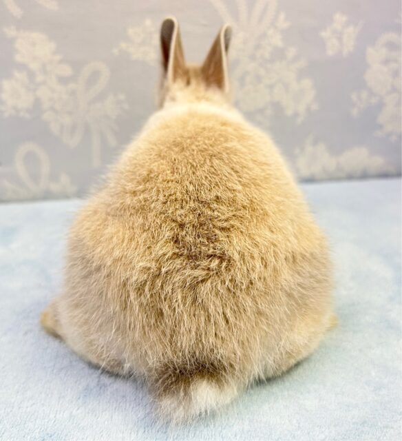 ネザーランドドワーフ