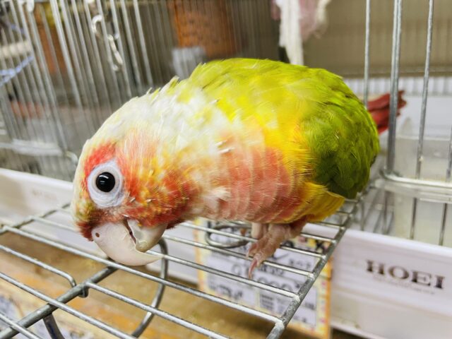 ホオミドリウロコインコ