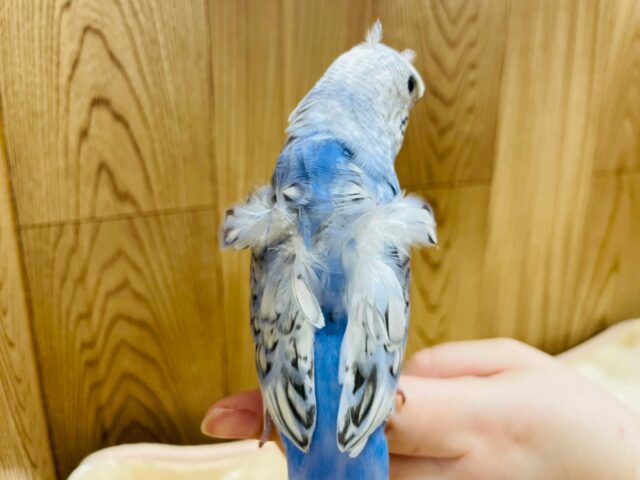 羽衣セキセイインコ