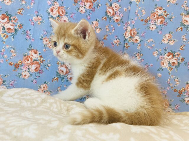 フォールデックス