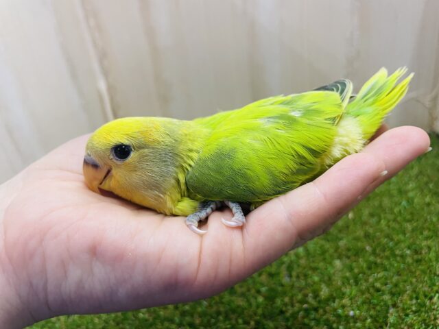 コザクラインコ（小桜インコ）