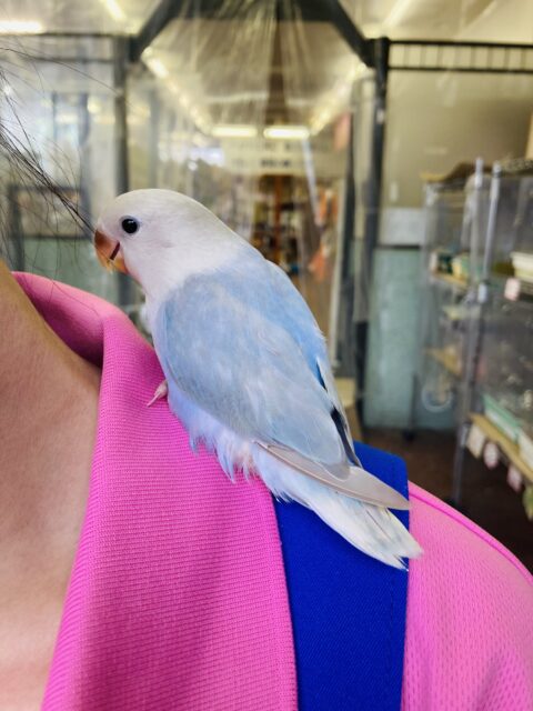 コザクラインコ（小桜インコ）