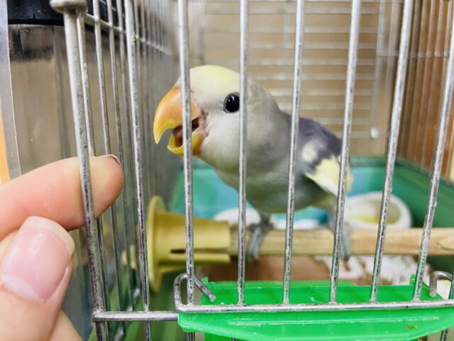 コザクラインコ（小桜インコ）