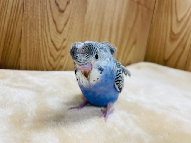 羽衣セキセイインコ