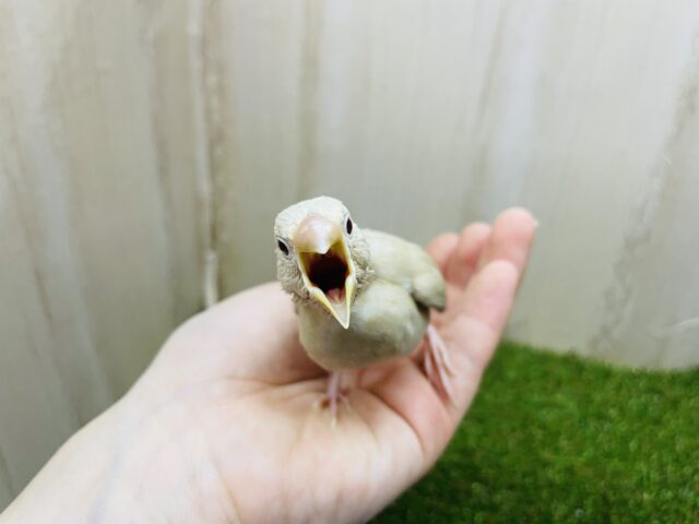 シナモン文鳥