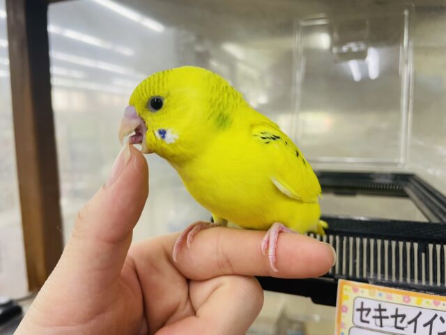 セキセイインコ