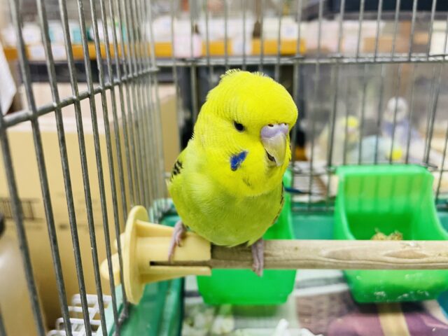 ジャンボセキセイインコ