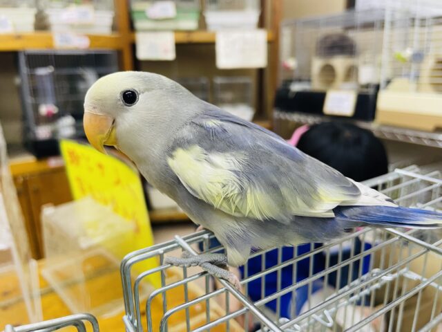 コザクラインコ（小桜インコ）