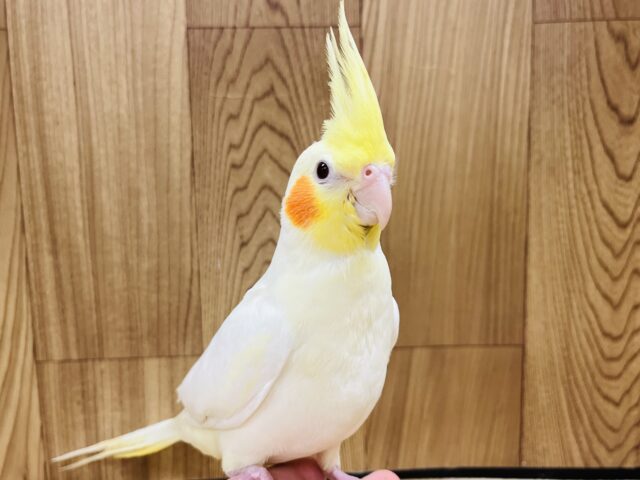オカメインコ