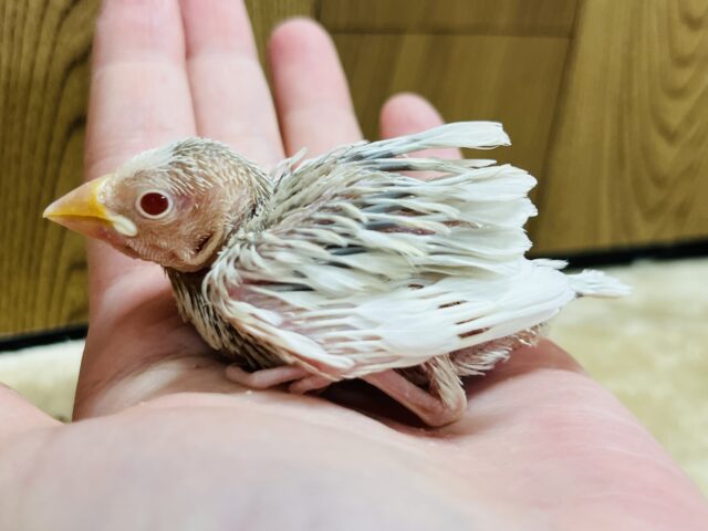 シルバーイノ文鳥