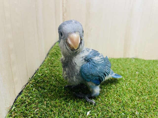 オキナインコ