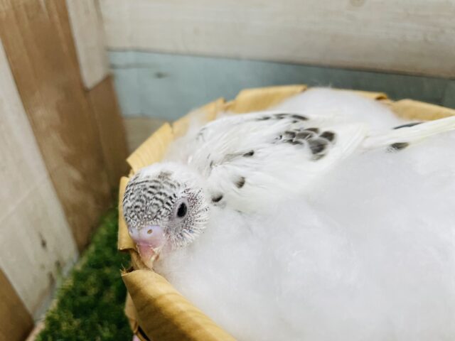 セキセイインコ