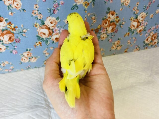 元気いっぱいビタミンカラー🌟手乗りセキセイインコ(イエローハルクイン)🕊✨ セキセイインコ