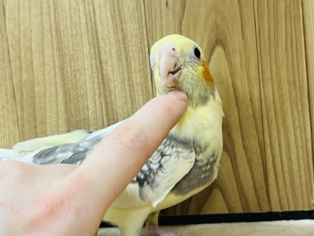 オカメインコ