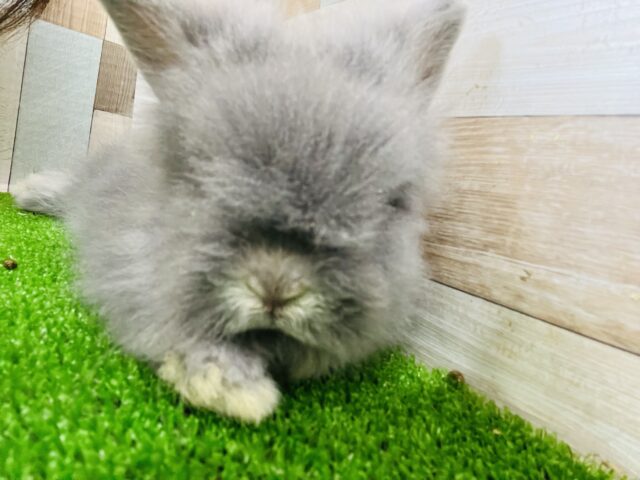 アンゴララビット