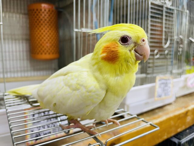 オカメインコ