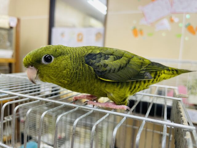 サザナミインコ