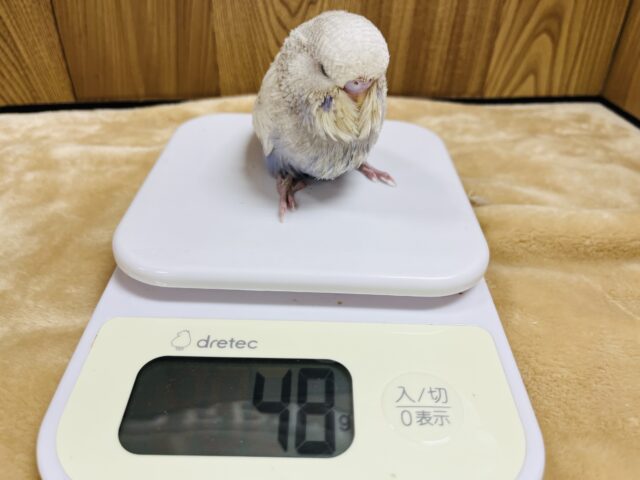 ジャンボセキセイインコ