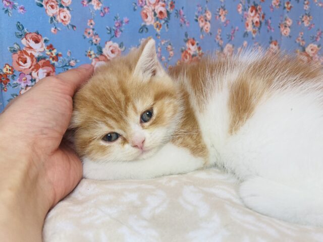 フォールデックス