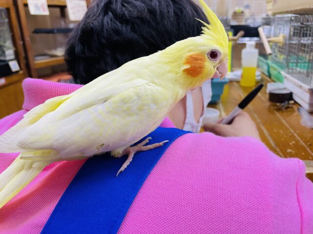 オカメインコ