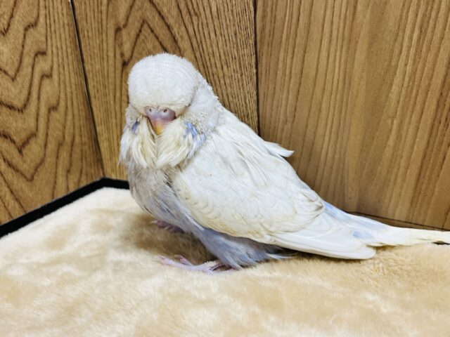 ジャンボセキセイインコ