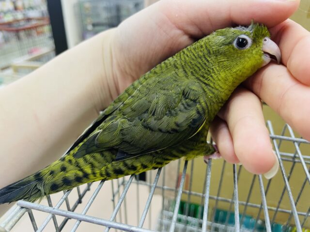サザナミインコ