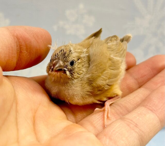 錦花鳥（キンカチョウ）