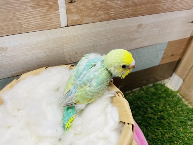 セキセイインコ