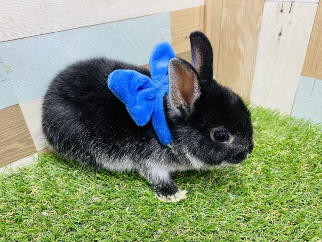 ネザーランドドワーフ