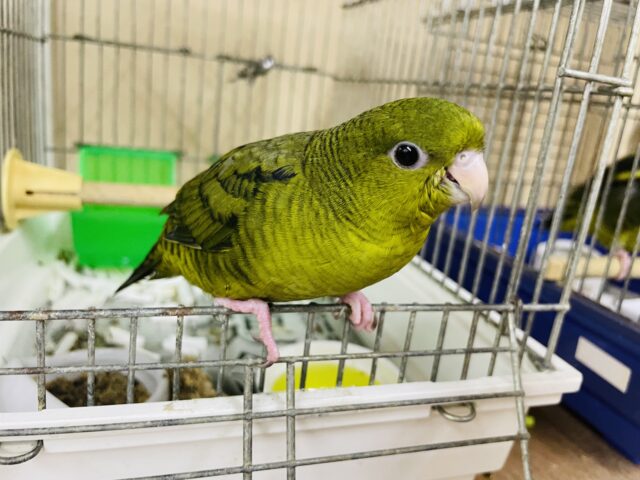 サザナミインコ