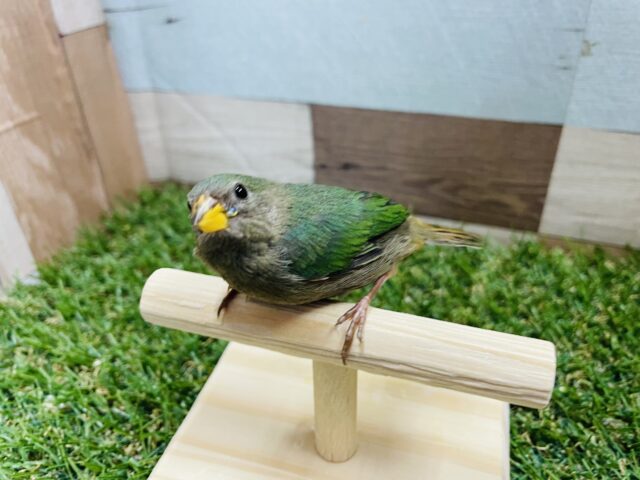 ヒノマルチョウ（日の丸鳥）