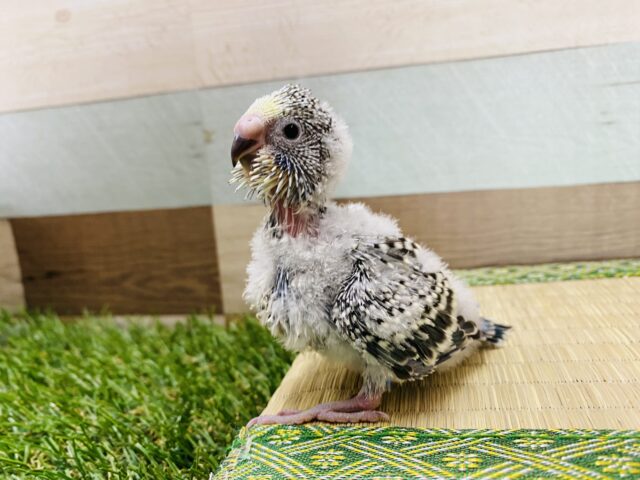 ジャンボセキセイインコ