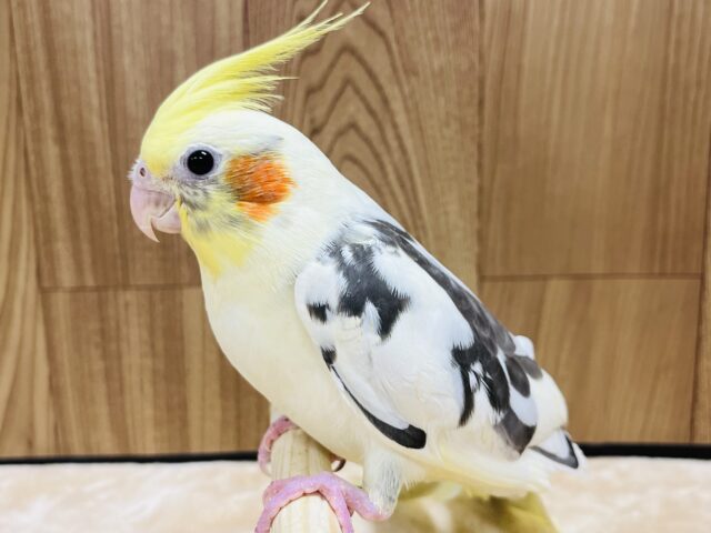 オカメインコ