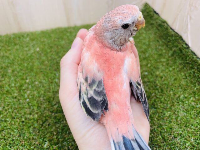 アキクサインコ（秋草インコ）