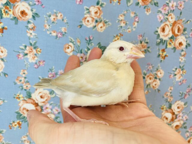 シナモン文鳥
