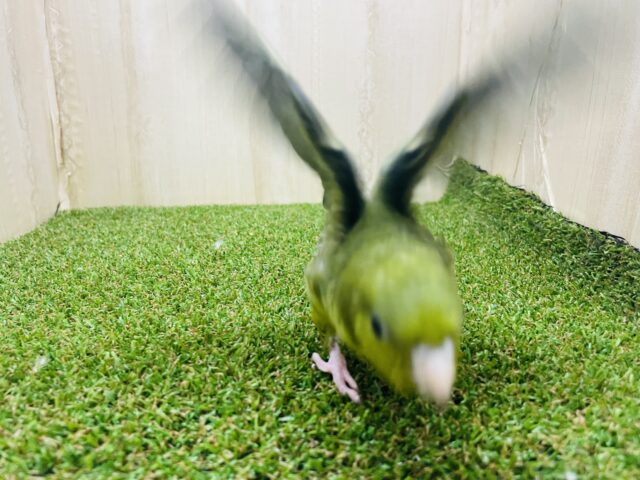 サザナミインコ