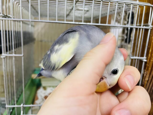 コザクラインコ（小桜インコ）