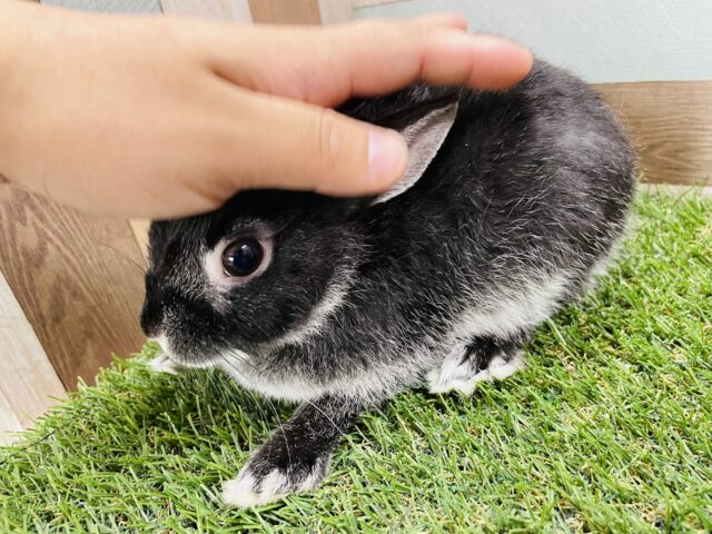 ネザーランドドワーフ