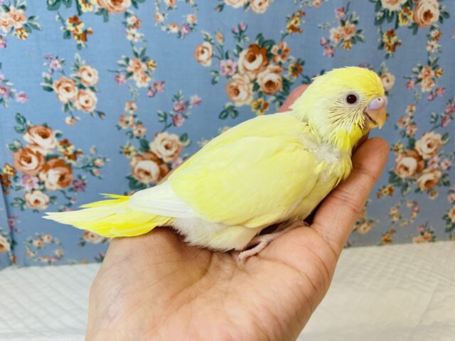 かわいいレモン色のセキセイさんはいかが?🍋手乗りセキセイインコ(ルチノー)🪶✨ セキセイインコ