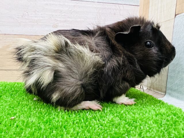 アビシニアンモルモット