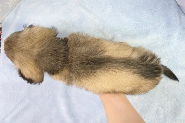 ミニチュアダックス