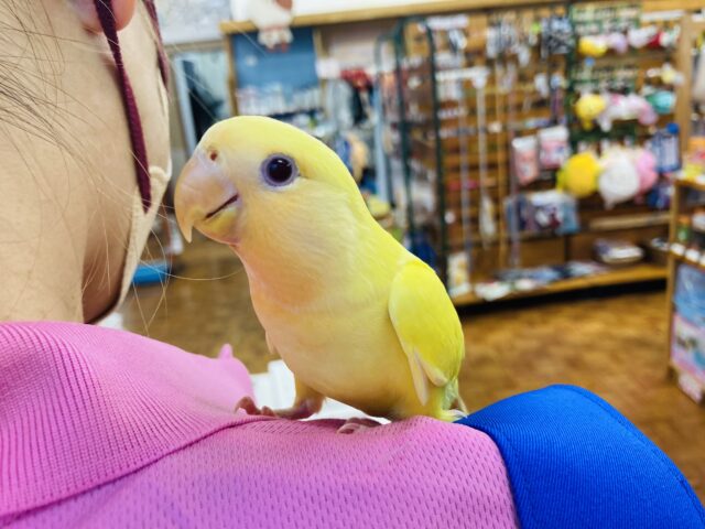 最新画像🌟激推し❤︎元気いっぱいアピールするよ🌞✨手乗りコザクラインコ(ルチノー)🪶✨ コザクラインコ(小桜インコ)