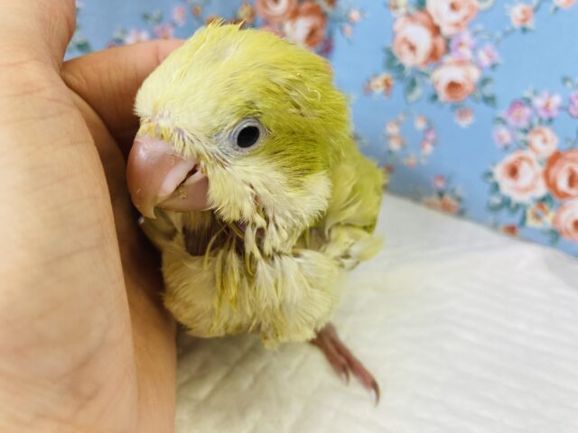 オキナインコ
