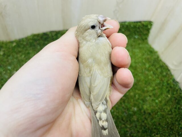 錦花鳥（キンカチョウ）