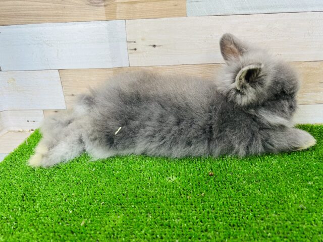 アンゴララビット