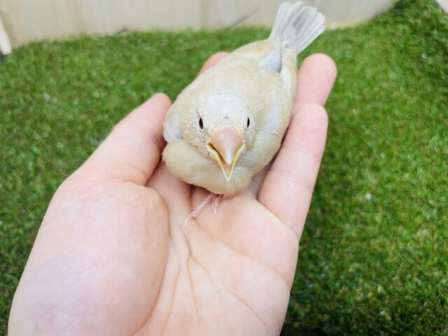 シナモン文鳥