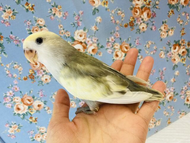 コザクラインコ（小桜インコ）
